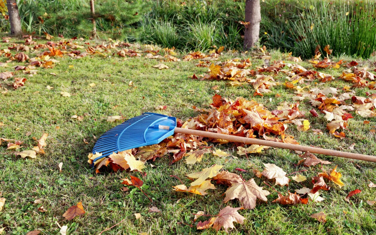 Rake in a fall lawn